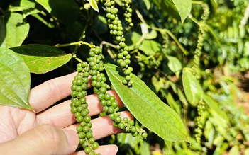 Giá tiêu tăng mạnh, xuất khẩu lập kỷ lục mới
