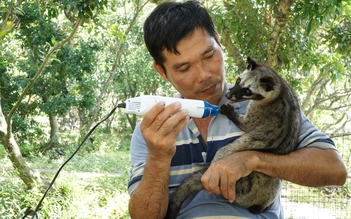 Độc lạ miền Tây: Nuôi bầy chồn hương như thú cưng, tắm 2 lần/ngày như spa