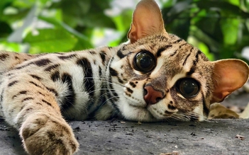 Chuyện về Mừng - chú mèo rừng với vẻ đẹp hoang dã khiến dân mạng say mê