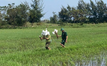 Hàng ngàn que tre dính keo bẫy chim trời giữa đồng Hoàn Lão
