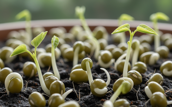 4 cách ăn đậu xanh tốt nhất cho người tiểu đường