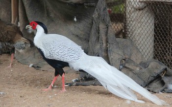 Bỏ phố về quê nuôi chim trĩ, kỹ sư trẻ thu nhập hàng tỉ đồng