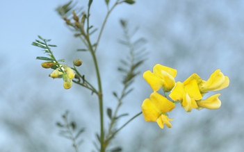 Cây lạ giữa phố: Gọi nhớ miền quê