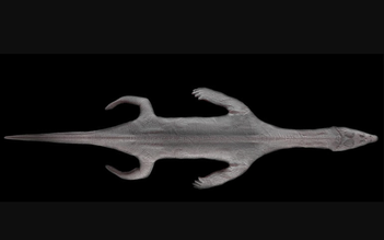 Hóa thạch ‘quái vật biển’ còn nguyên da 240 triệu năm tuổi