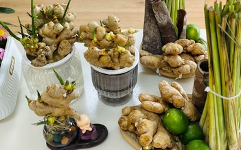 Không còn là gia vị, củ gừng lên đời thành bonsai siêu sang chảnh