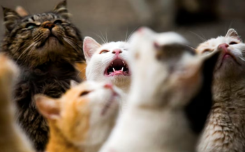 Phóng sinh hóa thảm kịch khi 1.100 con mèo được thả gần hồ chứa nước