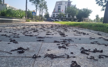 Giun đất bò kín vỉa hè rồi chết khô ở Quảng Ngãi: Chuyện gì đang xảy ra?