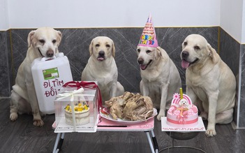 Nuôi chó giải buồn, ai ngờ lấy được vợ: Chuyện về chú chó Củ Cải se duyên cho ông chủ