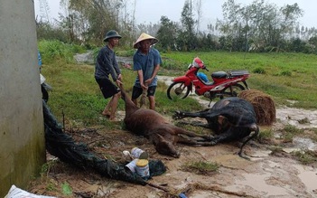 Rơi nước mắt khi trại bò chết sạch, 'giờ không biết phải làm gì' 