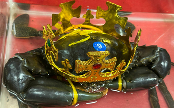 Tìm được 'vua cua' để xác lập kỷ lục cua lớn nhất Việt Nam