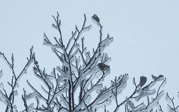 Không khí lạnh mới đang về, miền Trung tiếp tục đón đợt mưa lớn