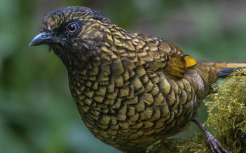 Hành trình gian nan săn chim quý hiếm trên đỉnh Fansipan