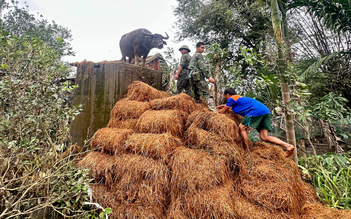Con trâu mắc kẹt trên mái nhà 5 ngày: Được bộ đội giải cứu, đoàn tụ với chủ