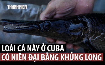 Loài cá có từ thời khủng long nay lại có nguy cơ tuyệt chủng