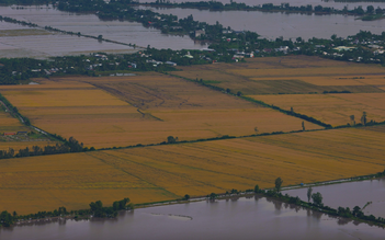 ĐBSCL lũ cuối mùa cao bất thường, có thể ảnh hưởng vụ đông xuân sắp đến