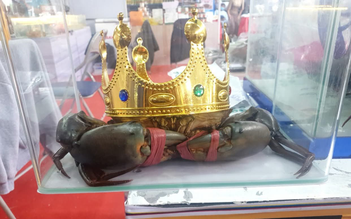 Cà Mau tìm 'vua cua' nặng nhất để xác lập kỷ lục Việt Nam