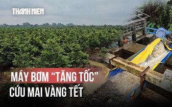 Triều cường, xả lũ đe dọa làng mai Bình Lợi: Lo lắng mùa mai tết