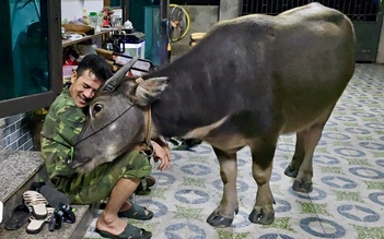 Chuyện về Mập - chú trâu mồ côi lớn nhanh như thổi nhưng vẫn thích làm nũng