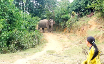 Voi rừng vào nhà dân ở Nghệ An tìm muối