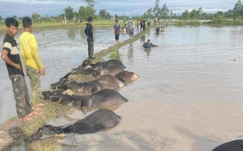 Đắk Lắk: Người dân ngậm ngùi nhìn trâu chết ngạt do nước lũ dâng cao do bão Kalmaegi