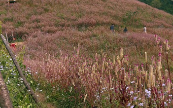 Lạc lối ở Mù Cang Chải mùa hoa Chi Pâu