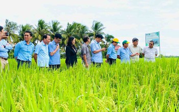 Xây dựng sức mạnh cho hạt gạo Việt Nam