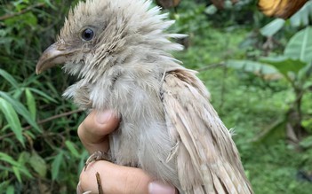 Hiếm gặp: Bìm bịp bạch tạng xuất hiện trong tự nhiên ở Ninh Bình gây bất ngờ