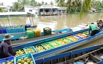 Nông dân miền Tây làm giàu nhờ trồng ổi ruột hồng