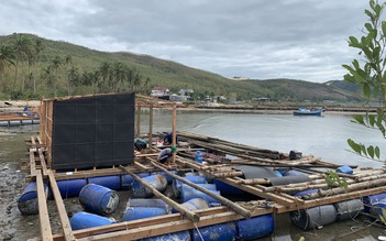 Thủ phủ tôm hùm nỗ lực hồi sinh sau lũ