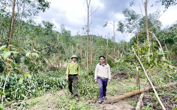 Gia Lai: 57.000 ha rừng bị hư hại do bão Kalmaegi