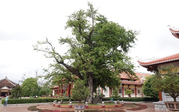 Hào khí nhà Tây Sơn vọng về từ ký ức: Cây me, giếng nước kể chuyện xưa