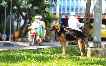Thả rông chó, mèo phạt bao nhiêu, ai xử phạt?