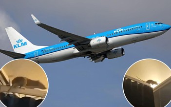 Chuột khổng lồ gây sợ hãi trên chuyến bay