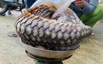 Đà Nẵng: Cá thể tê tê quý hiếm lạc vào nhà dân ở đảo Cù Lao Chàm