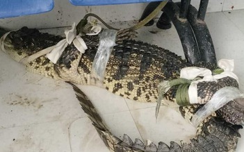 Cà Mau: Vây bắt cá sấu xuất hiện ở khu đất hoang