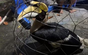 TP.HCM: Liên tiếp bắt được chim nghi là hồng hoàng quý hiếm tại xã Xuân Thới Sơn