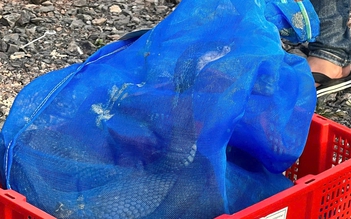 Quảng Trị: Bắt vụ vận chuyển gần 1 tấn rắn hổ mang từ Lào về Việt Nam