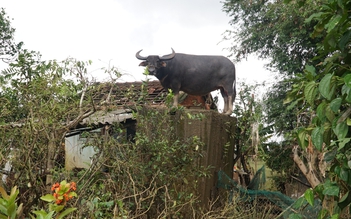 Những con vật khiến cộng đồng dõi theo suốt năm 2025