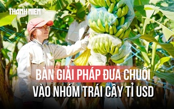 Xuất khẩu tăng nhanh, bàn giải pháp đưa chuối vào nhóm trái cây tỉ USD
