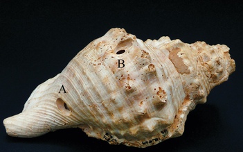 Giải mã bí ẩn phía sau chiếc vỏ sò 6.000 năm trước
