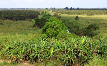 Chủ tịch Cà Mau yêu cầu xử lý nghiêm tình trạng chiếm đất rừng U Minh Hạ