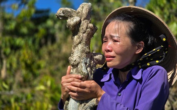 Gia Lai: Kẻ gian 'tàn sát' vườn cà phê, hồ tiêu