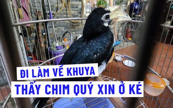Chim quý từ đâu bay đến nhà, chàng trai bỗng thành ân nhân