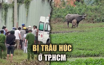 Bị trâu húc, 2 người ở TP.HCM hoảng loạn cầu cứu