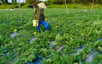 Trồng dưa hấu trên đất giồng cát ven biển, nông dân cực mà vui