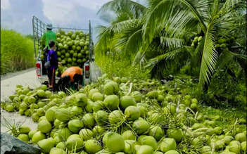 Nắng nóng, dừa tươi tăng giá vùn vụt