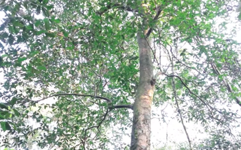 Phát hiện 18 cây chè cổ thụ 200 năm tuổi trên núi Tam Đảo