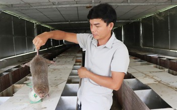 Thu hàng trăm triệu đồng/năm nhờ nuôi dúi