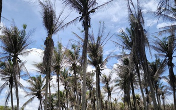 Bến Tre dùng ong ký sinh cứu 600 ha dừa bị sâu đầu đen tấn công