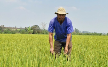 Mới đầu mùa khô, hàng trăm ha lúa ở Gia Lai đã thiếu nước tưới